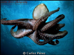 Tentacles by Carlos Pérez 